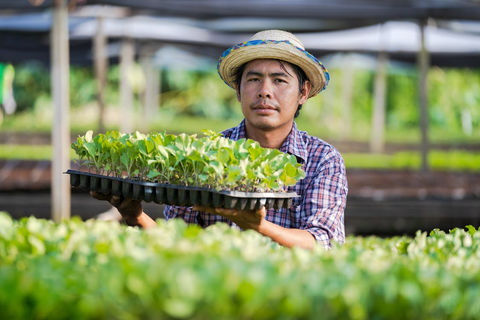 A man harvesting fresh greens