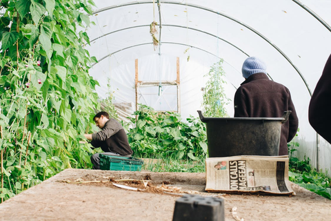 men are working in a greenhouse.