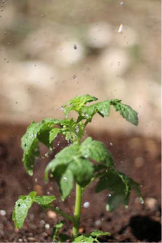 Mint growing inside a greenhouse