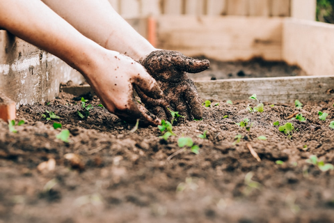 muddy hands in a garden.