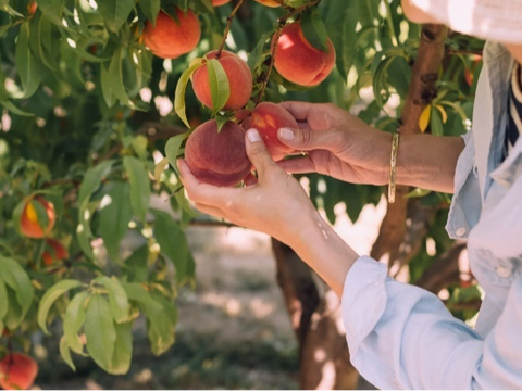 A woman checking peaches inside her greenhouse