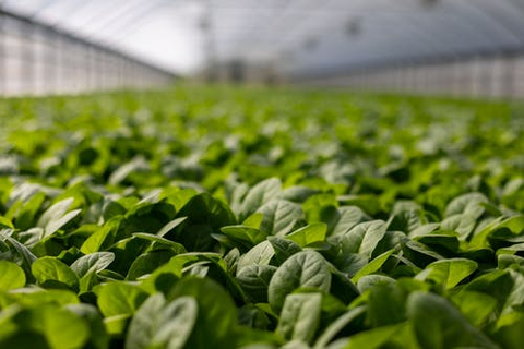 plants are growing in a greenhouse