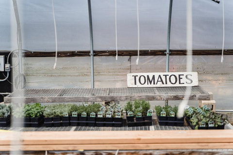 Tomato seeds planted inside a greenhouse