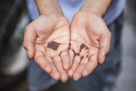 A person with plant seeds in their hands