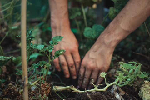 A gardener sowing seeds inside a greenhouse