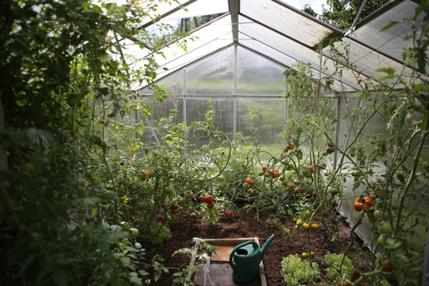 Tomato plants inside a greenhouse