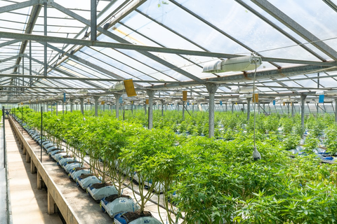 A well-organized greenhouse interior