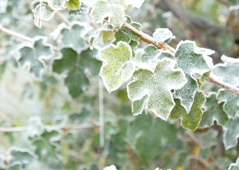 Plants covered in frost