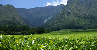 Kenyan tea fields 