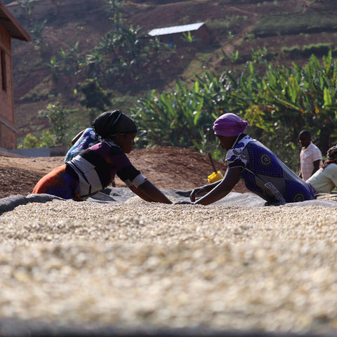 Ladies sorting coffee at Kinini, Rwanda