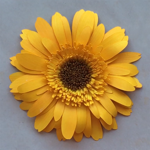 Free Free 256 Sunflower Rolled Flower Svg SVG PNG EPS DXF File
