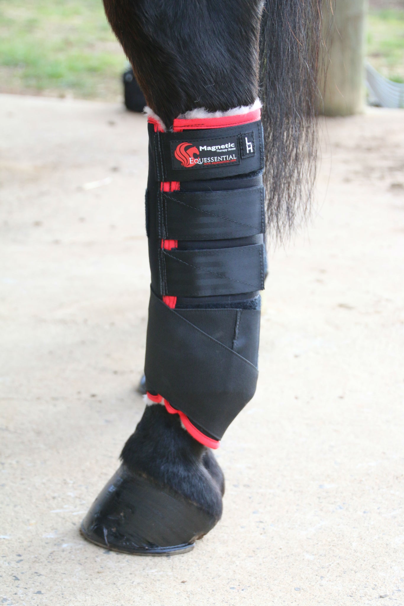 magnetic tendon boots for horses