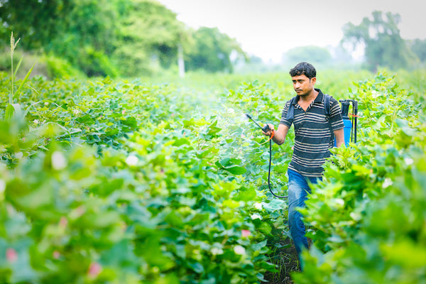 man in a cotton field spraying pesticides on cotton 