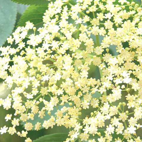 Elderflower