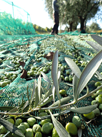 Olivenernte Netz
