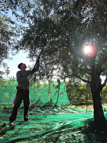 Technologie de récolte manuelle des olives