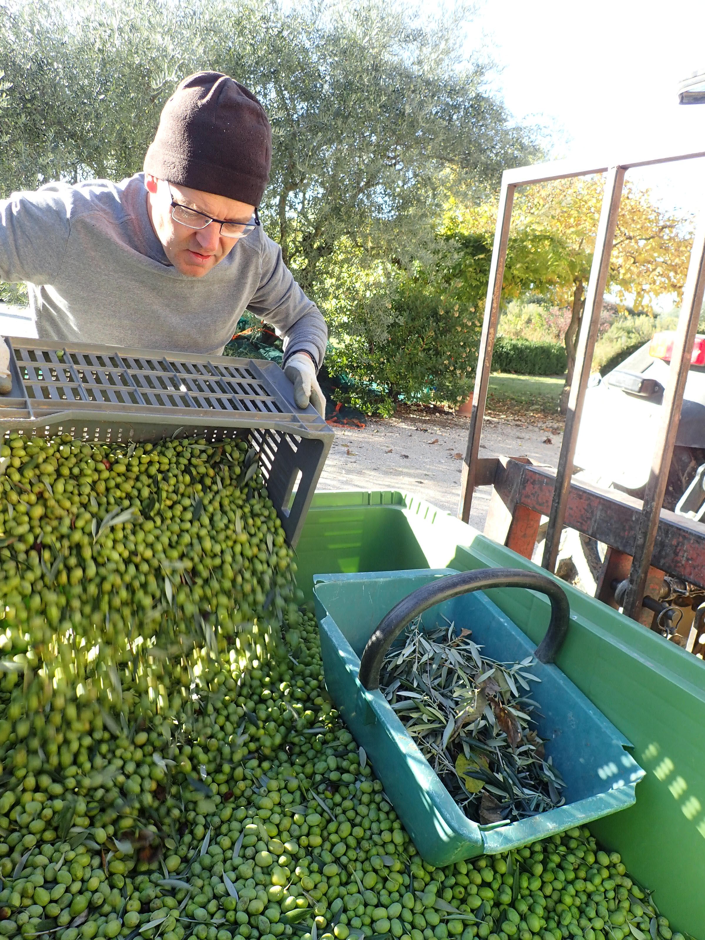 Récolte des olives Verdale
