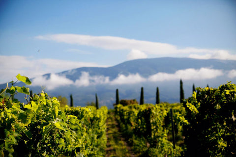 Vignes Mont Ventoux