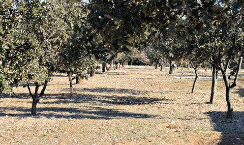 Trüffel Eiche Vaucluse Provence Winteredeltrüffel vom Produzenten La Sariette