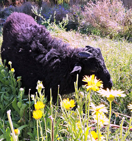 Mouton sur le champ de herbes et fleurs de Delphine_Delice du Ventoux