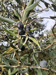 Variété d'olive Tanche Provence Nyons