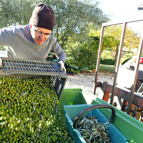 Huile d'olive AOP Nyons de France du producteur