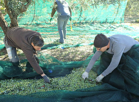 Huile d'olive directement du producteur en France