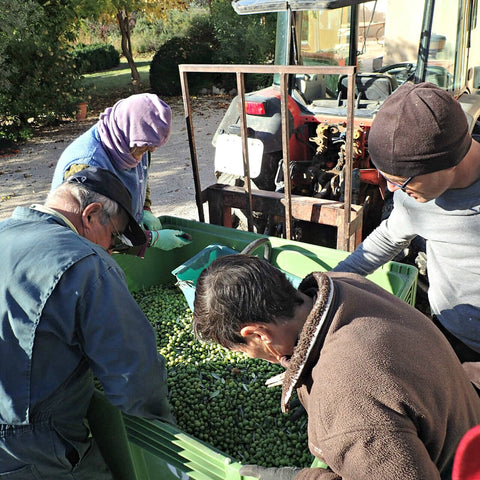 Huile d'olive directement du producteur en Provence