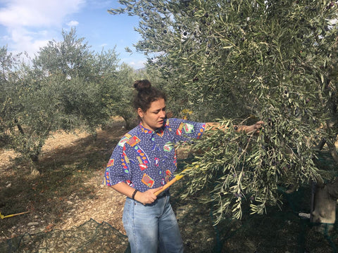 Récolte des olives Ventoux Provence