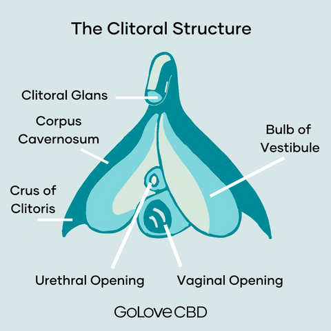Getting Familiar with Clitoral Stimulation GoLove CBD