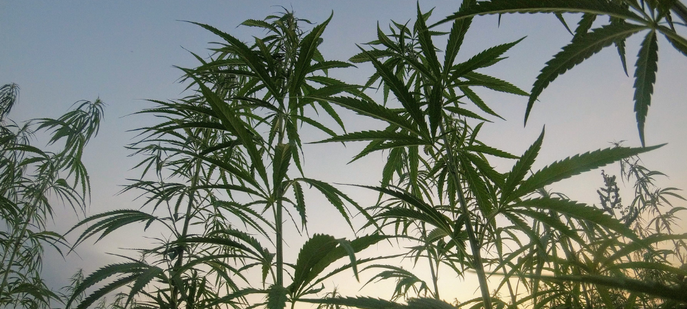 CBD hemp plants growing in a field