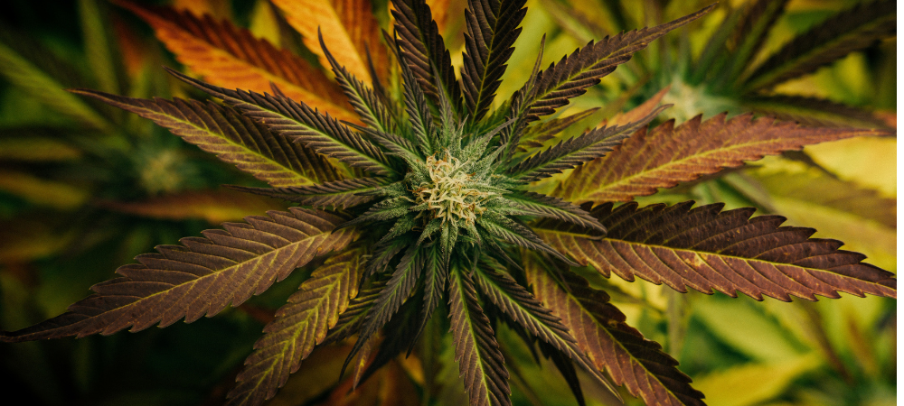 Close up photo of a marijuana plant