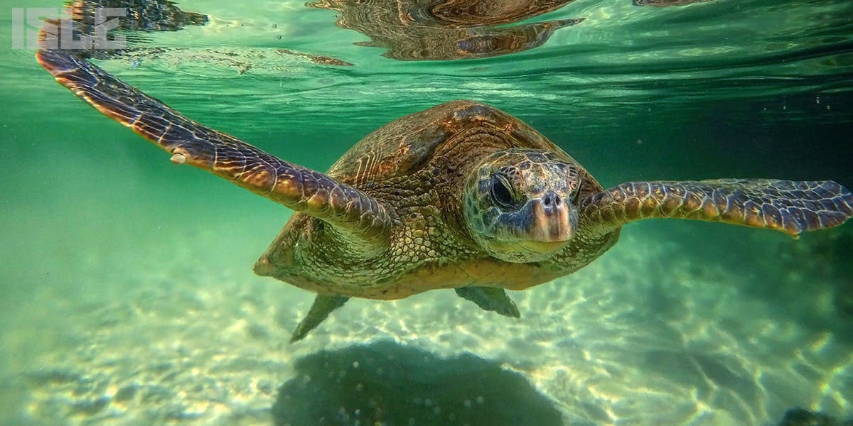 Paddle boarding with sea turtles in Hawaii