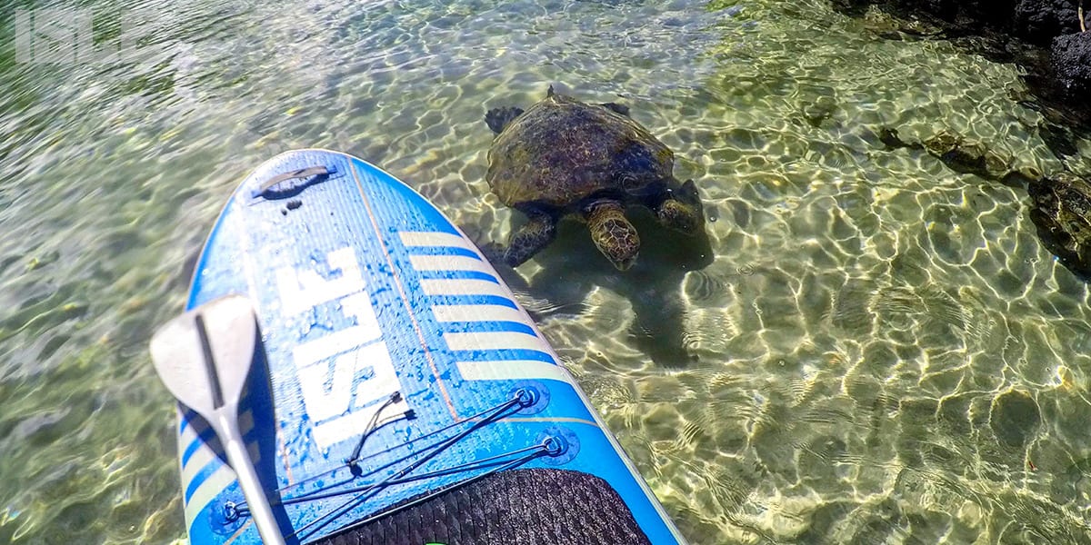 Sea turtle on paddle board