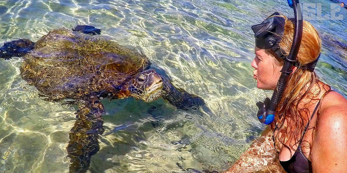 Stand up paddle boarding with sea turtles