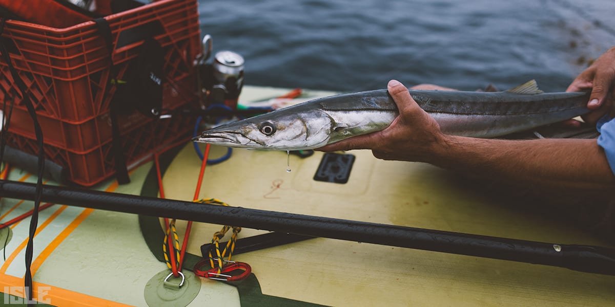 Why SUP Fishing is the Next Big Thing, Blog