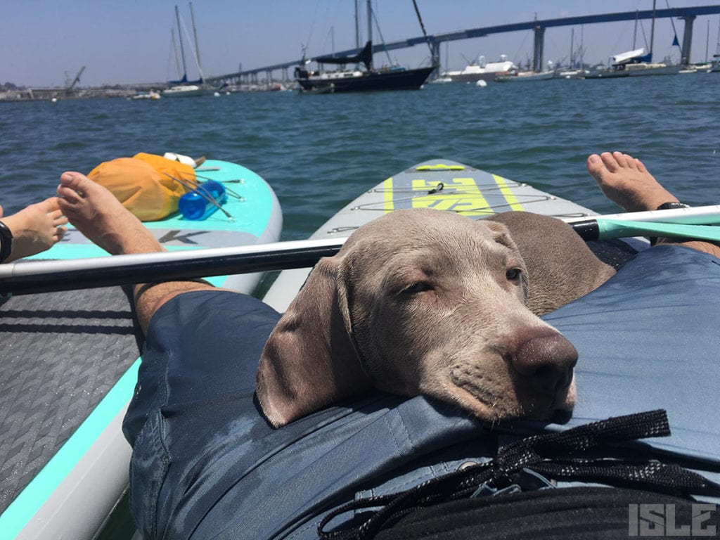 Paddle board dog