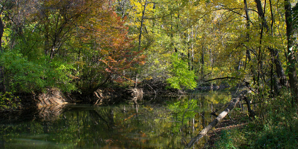 paddle board through the forest