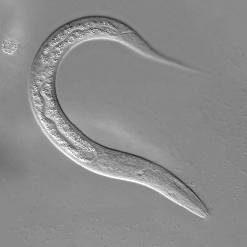 c elegans 