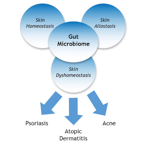 gut skin connection homeostasis