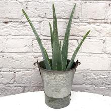 Aloe Vera is a versatile spiky plant that looks gorgeous in a sustainable retro pot