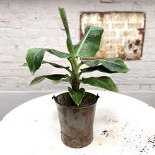 Mini Banana Plants are the perfect interior house plants matched with a retro or vintage tin pot for urban jungle lovers