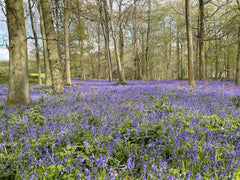 pretty purple bluebell covered woodland floor bed with large trees in the background 