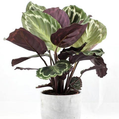 Purple and green vibrant leaves for an indoor urban jungle look