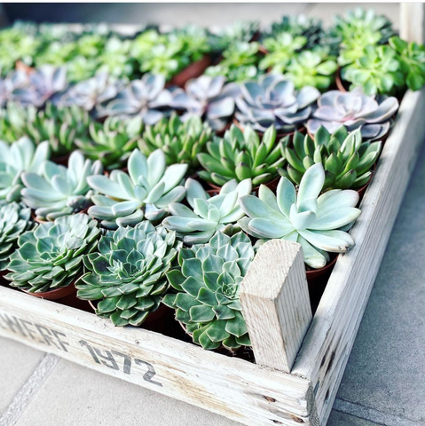 Multiple succulents in wooden crate outside our plant shop in Henley