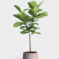 Real plants for a gorgeous corner of a room – this tall hardy interior plants is from Western Africa and offers a beautiful canopy that helps you relax
