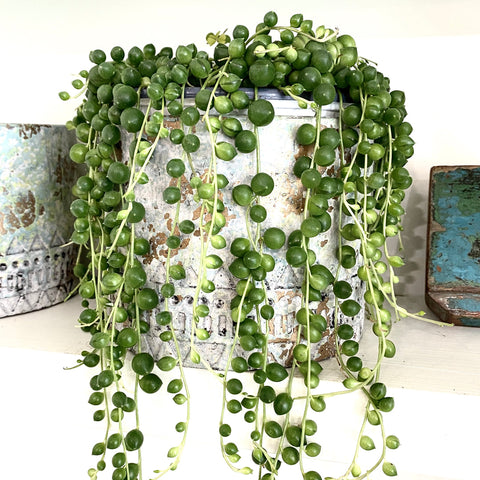 String of pearls plant in a sustainable grey artisan plant pot on a shelf with two other plant pots on either side