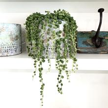 plants for home that hang like pearls