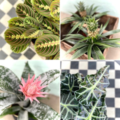 a collage of 4 tropical plants photographed from above, alocasia, elephant's ear, maranta, pineapple and Aechmea 