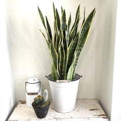 Snake plants for indoors are great for darker rooms that don’t get much light